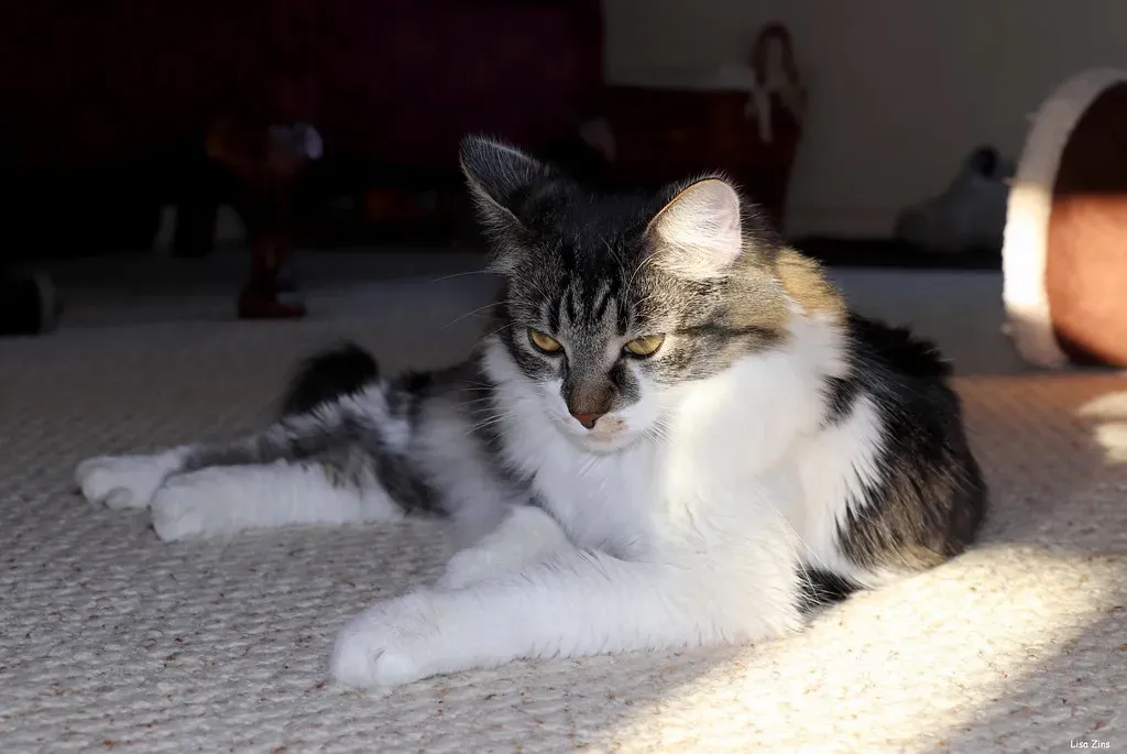 Flea Resistance Is Becoming More Common (Image Credits: Flickr)