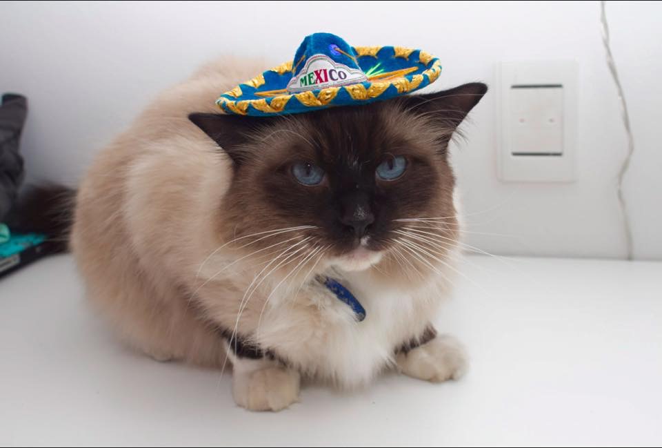 Ragdoll (Image Credits: Wikimedia)