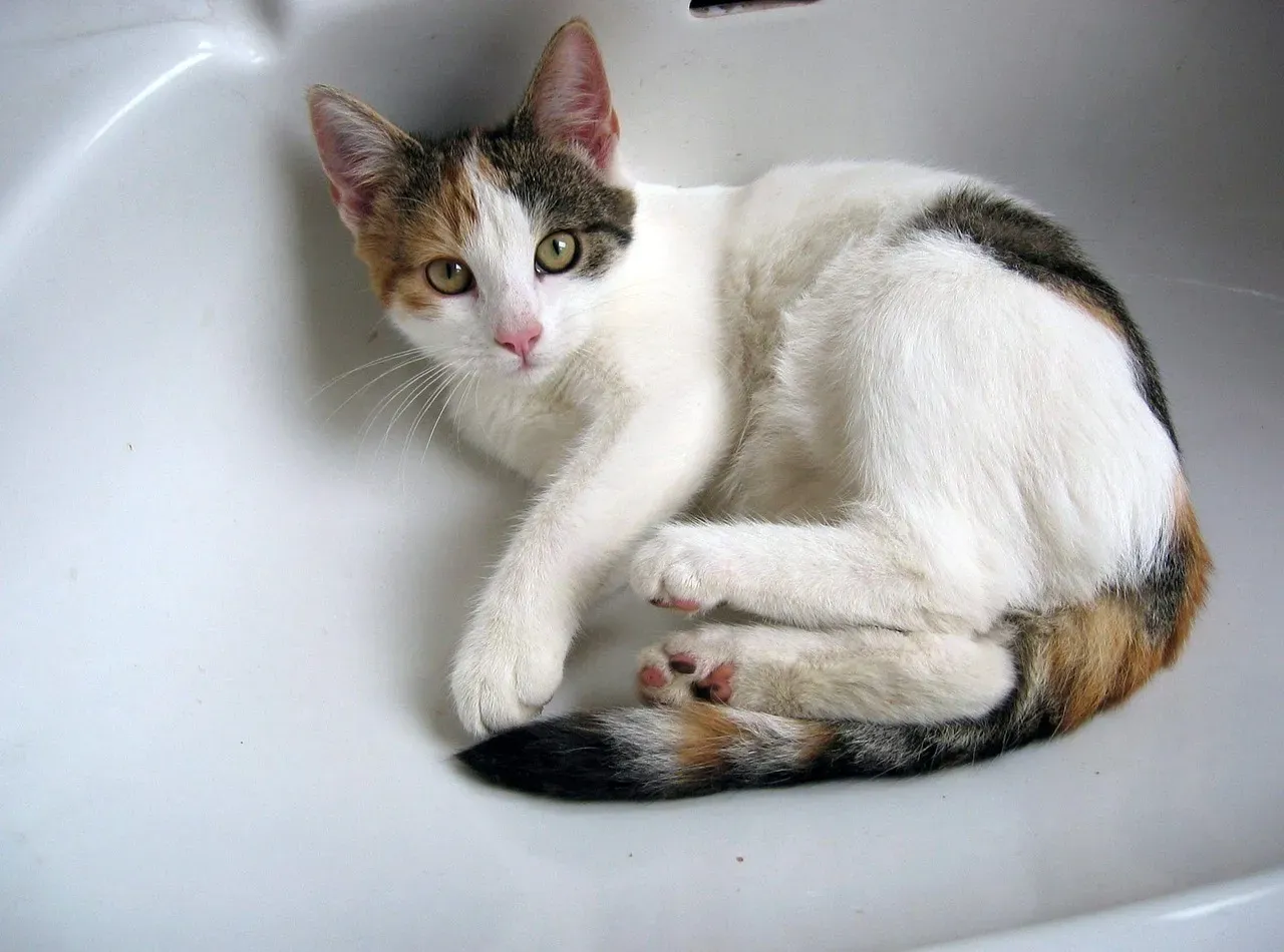 7. Inside the Bathtub or Bathroom Sink (Image Credits: Pixabay)