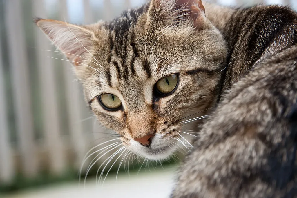 Body Language Beyond the Back (Image Credits: Flickr)