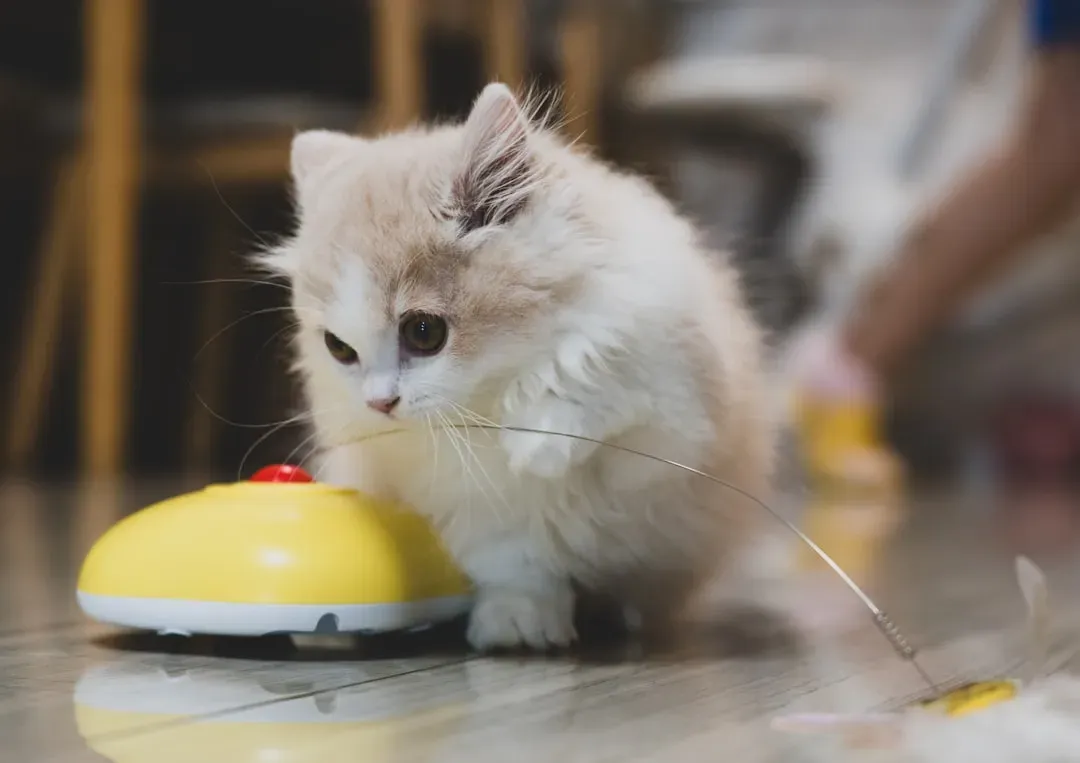 Provide Enrichment, Play, and Mental Stimulation (Image Credits: Unsplash)