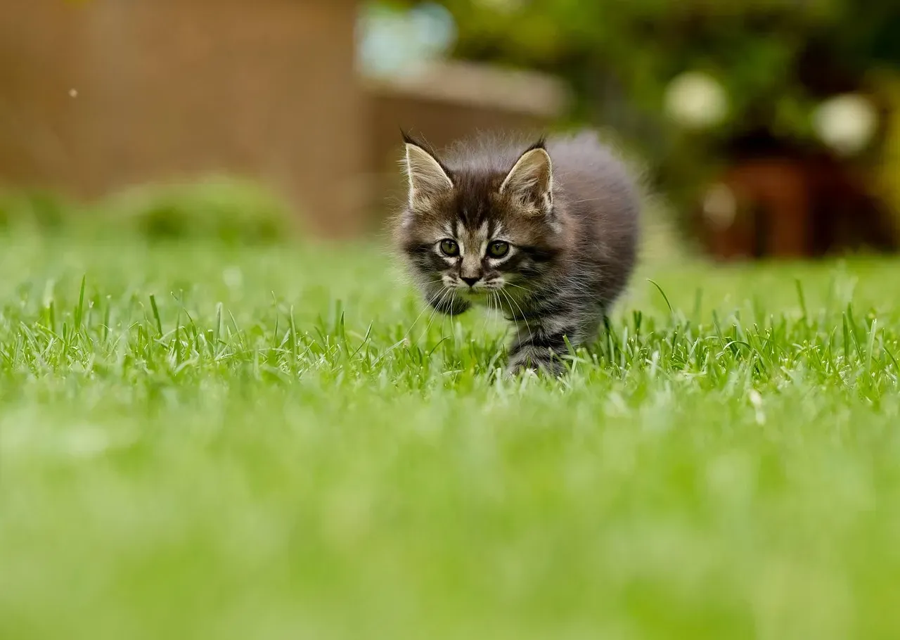 #2 Pouncing to build strike timing (Image Credits: Pixabay)