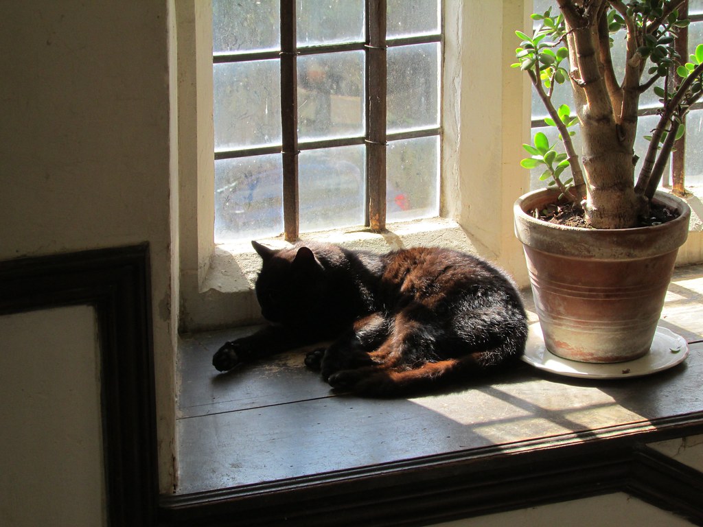 Circadian Rhythms: How Light Regulates Internal Clocks (Image Credits: Flickr)