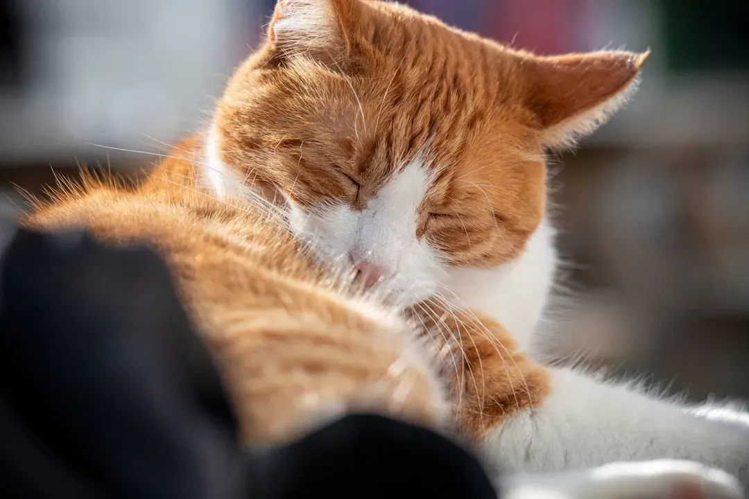 #11 - Deliberate Rubbing Replaces Casual Affection (Image Credits: Unsplash)