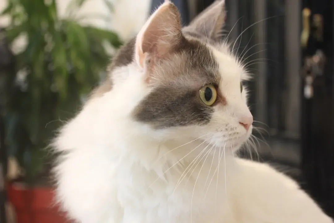 Alerting to Dangerous Situations (Image Credits: Unsplash)