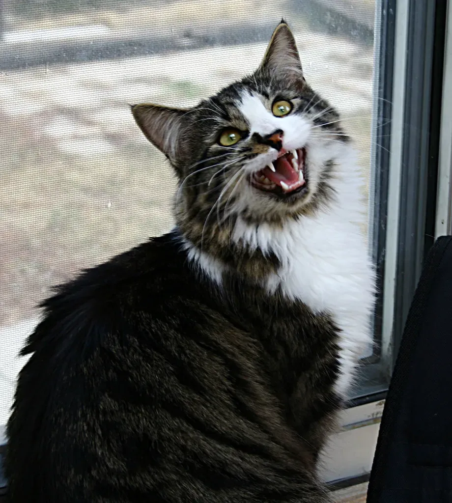 The Role of Adrenaline in Your Cat's Chirp (Image Credits: Flickr)