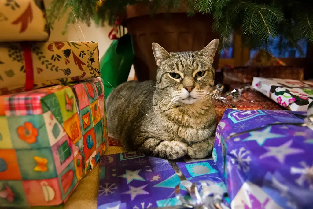 5. Bringing You Their