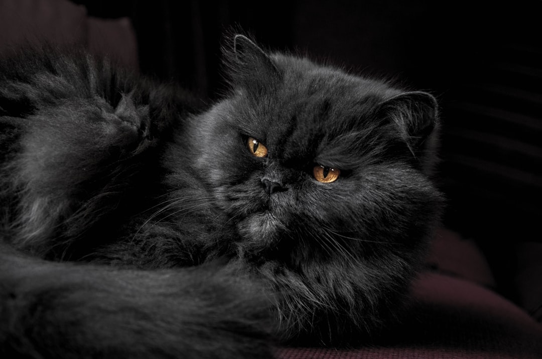 Persian Cat - The Sophisticated Lap Companion (Image Credits: Unsplash)