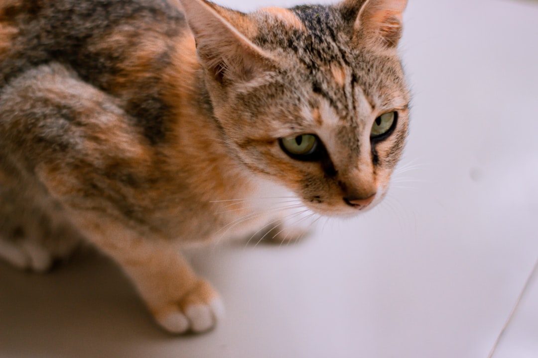 Your Cat Acts as a Natural Pest Control Expert (Image Credits: Unsplash)