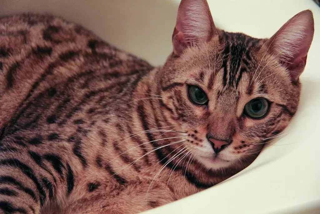 Short Sessions Are More Effective (Image Credits: Flickr)