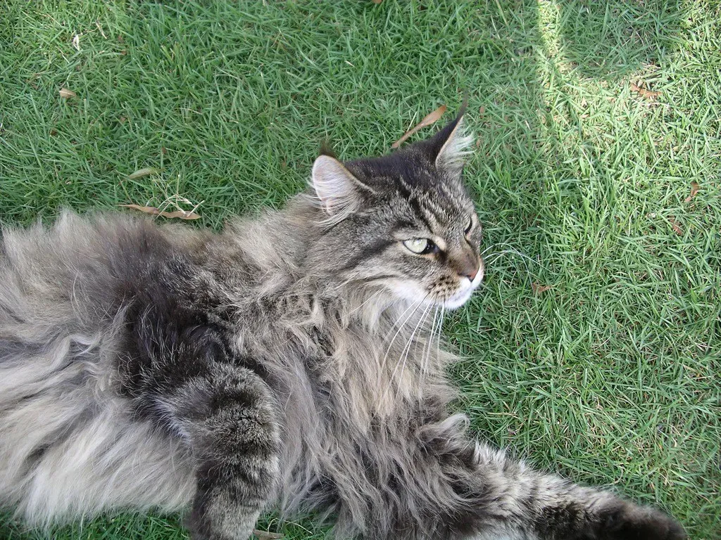 12. Maine Coon: The Gentle Giant Explorer (Image Credits: Flickr)