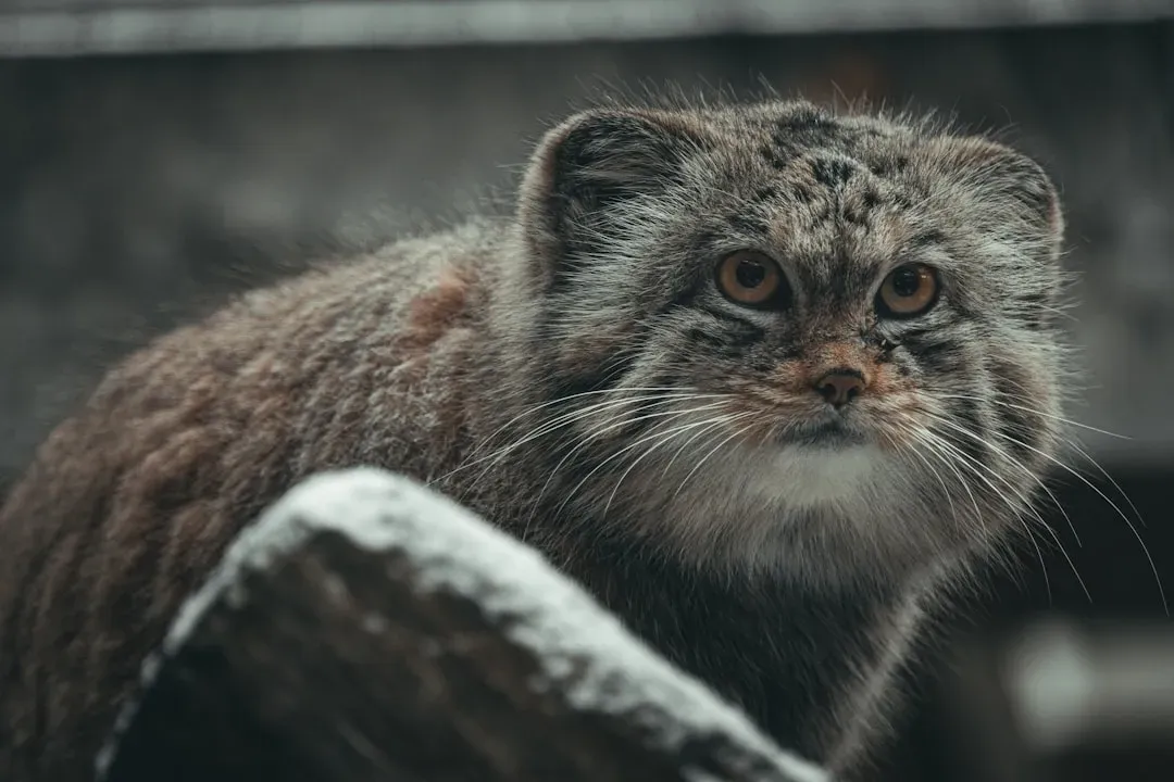 #6 The Science of Scaling: Why Small Cats Can Be Just as Specialized as Big Ones (Image Credits: Unsplash)