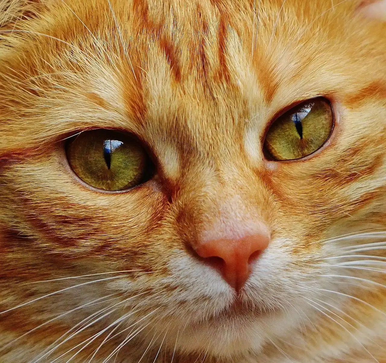 Your Cat's Nose Puts Yours to Absolute Shame (Image Credits: Pixabay)