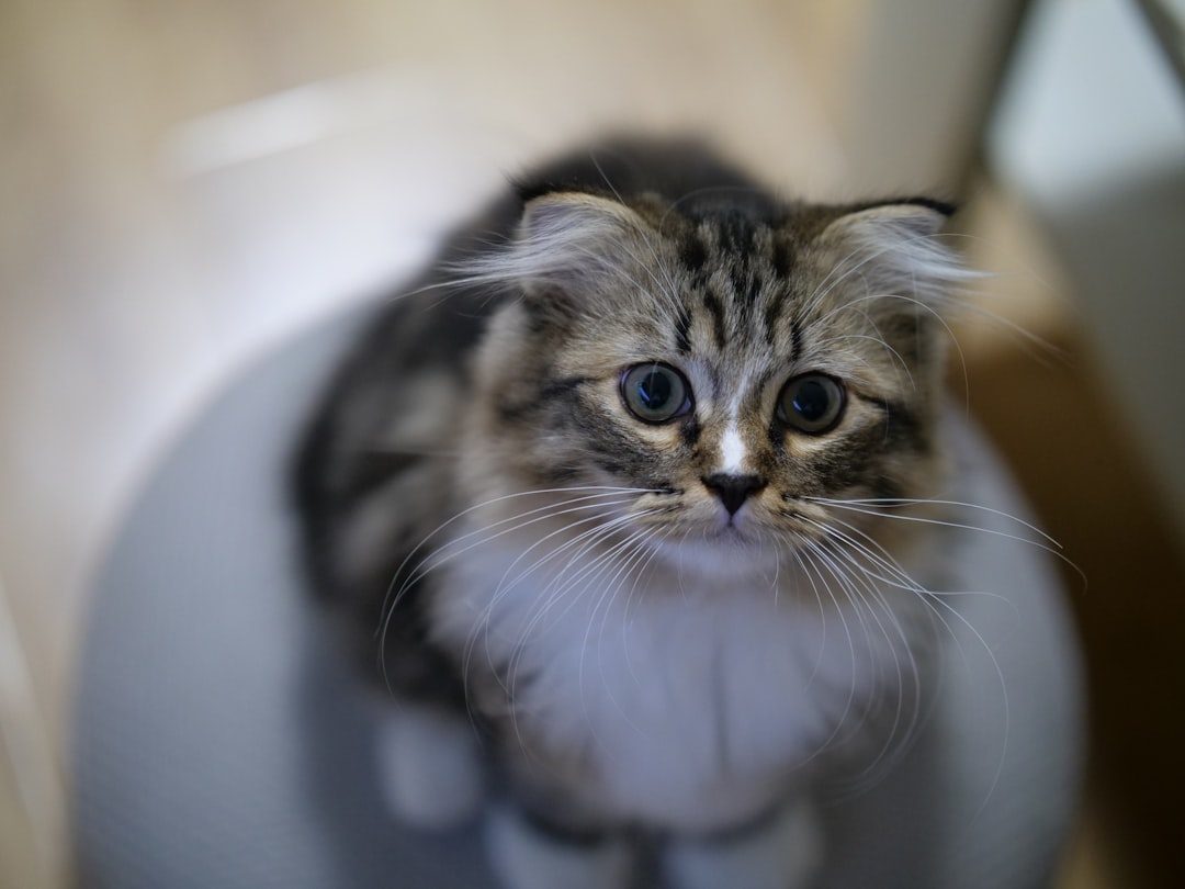 Toilet Training Is Better for Cats Than Litter Boxes (Image Credits: Unsplash)