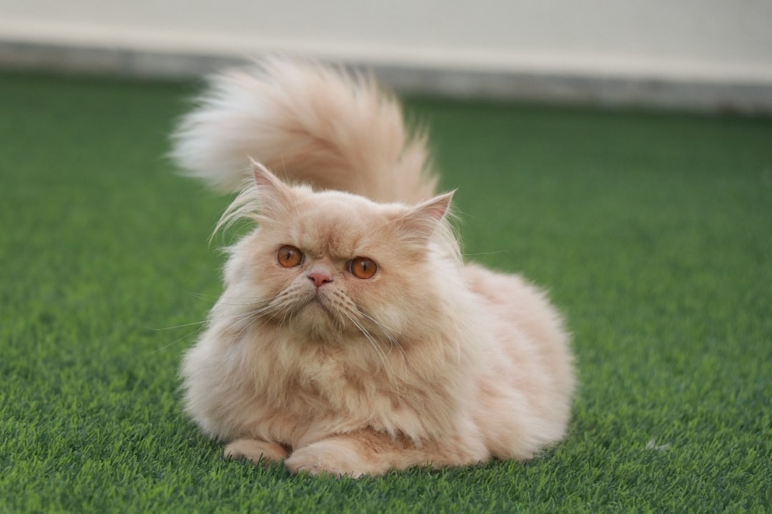 Persian Cats - When Flat Faces Mean Struggling to Breathe (Image Credits: Unsplash)