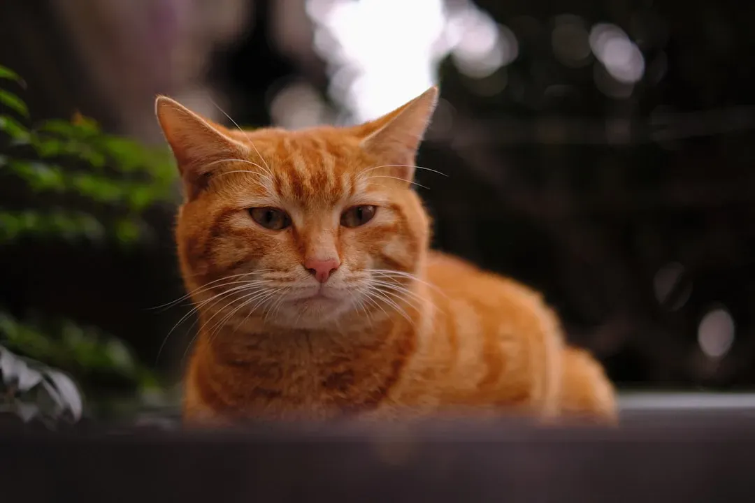 The Independence Myth Needs to Die (Image Credits: Unsplash)