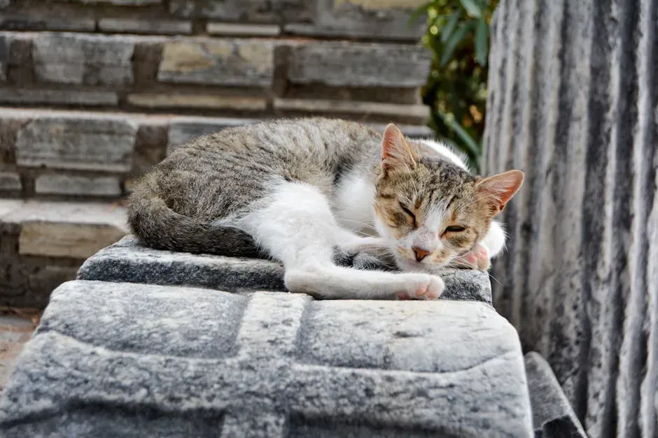 Michel Jouvet's Groundbreaking Discovery in the 1960s (Image Credits: Pexels)