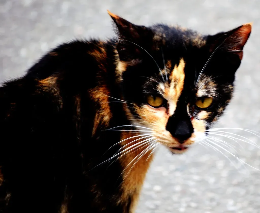 The Eyes That Started a Civilization (Image Credits: Flickr)