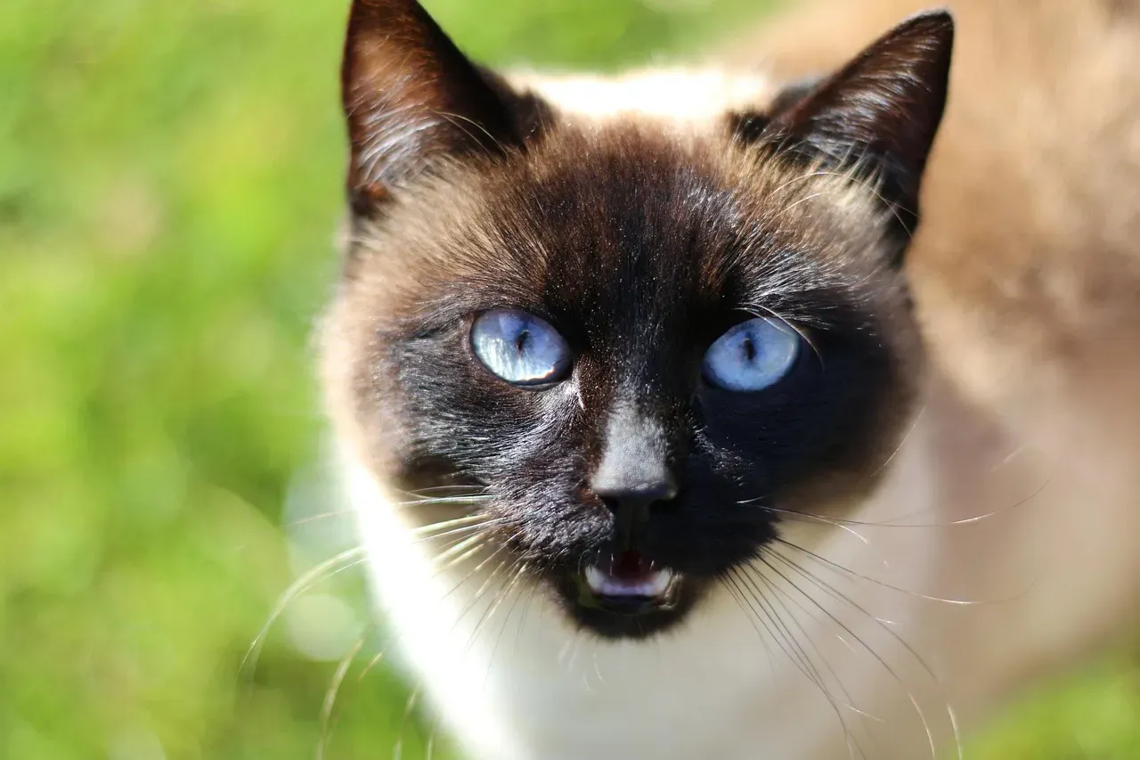 2. Siamese: The Opinionated Overachiever (Image Credits: Pixabay)