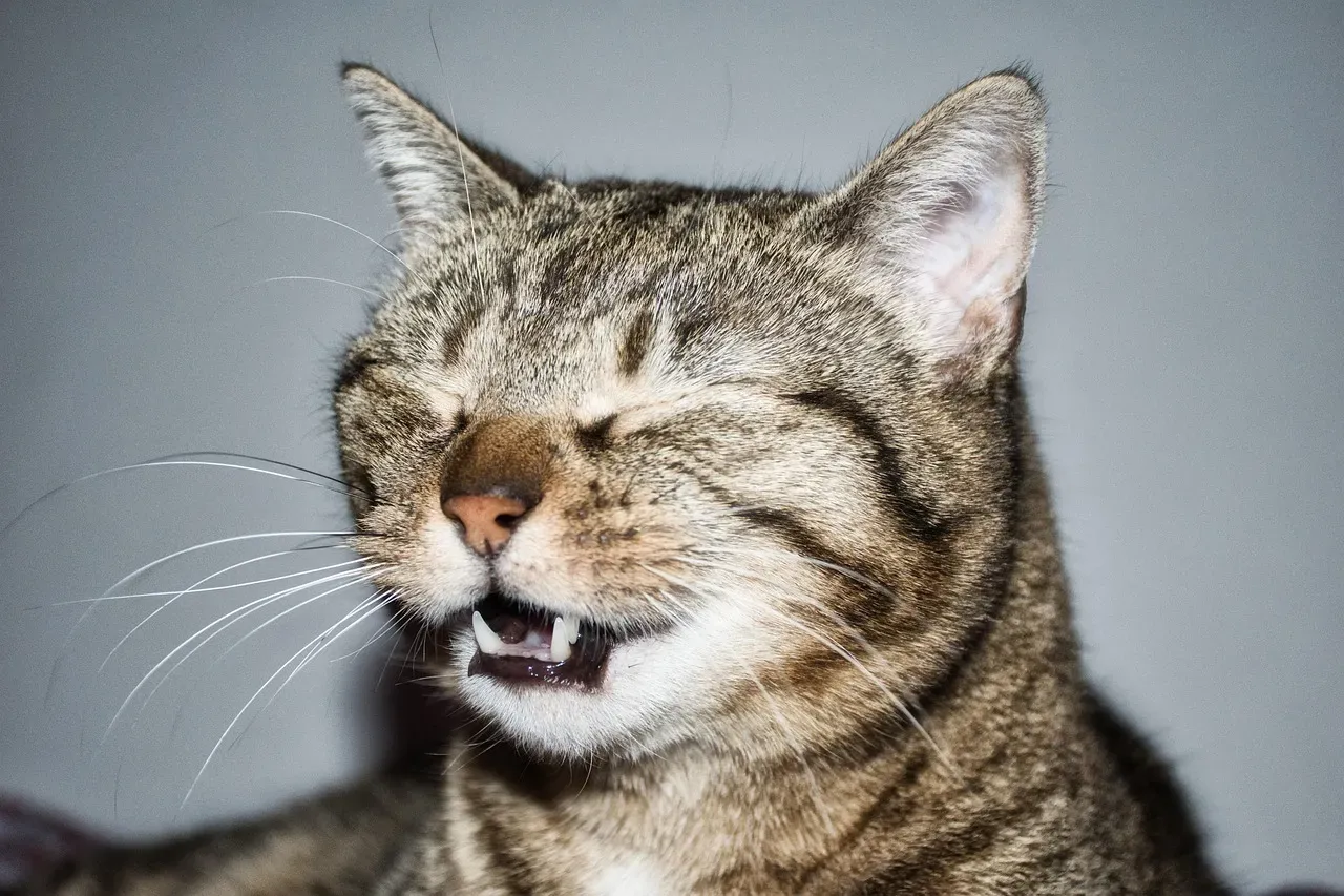 #10 - Panicking Over a Single Sneeze (Image Credits: Pixabay)