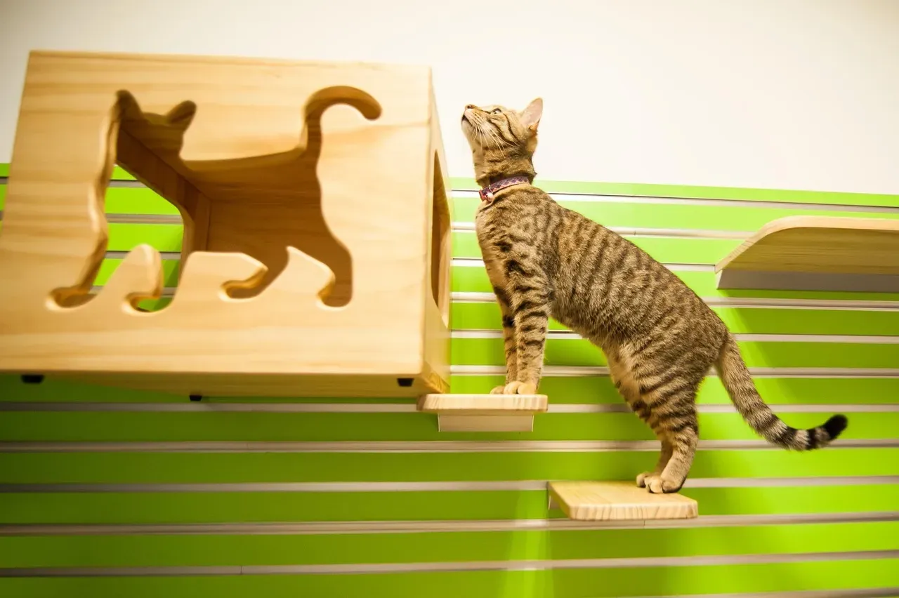 Why Heat-Seeking Meets Height-Seeking (Image Credits: Pixabay)