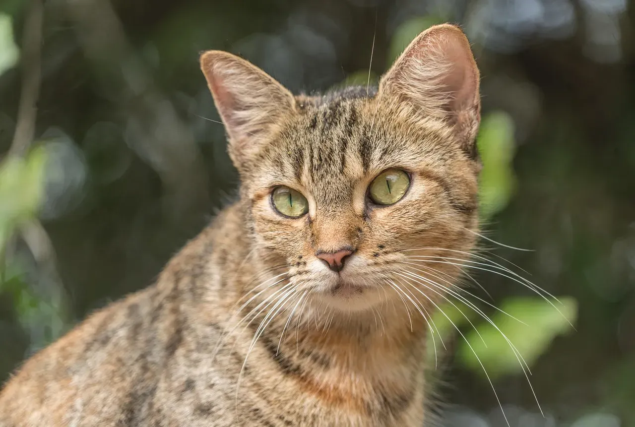 The Feral Cat Contrast: What Wild Cats Tell Us About Domesticated Purring (Image Credits: Pixabay)