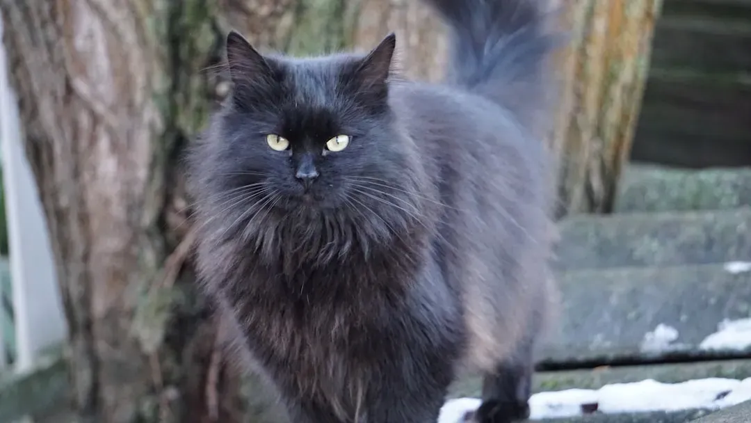 They Act as a Living Barometer Against Dangerous Weather (Image Credits: Unsplash)