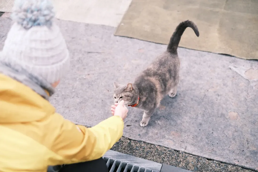 Conclusion: Building Bridges Between Your Cat and Others (Image Credits: Unsplash)