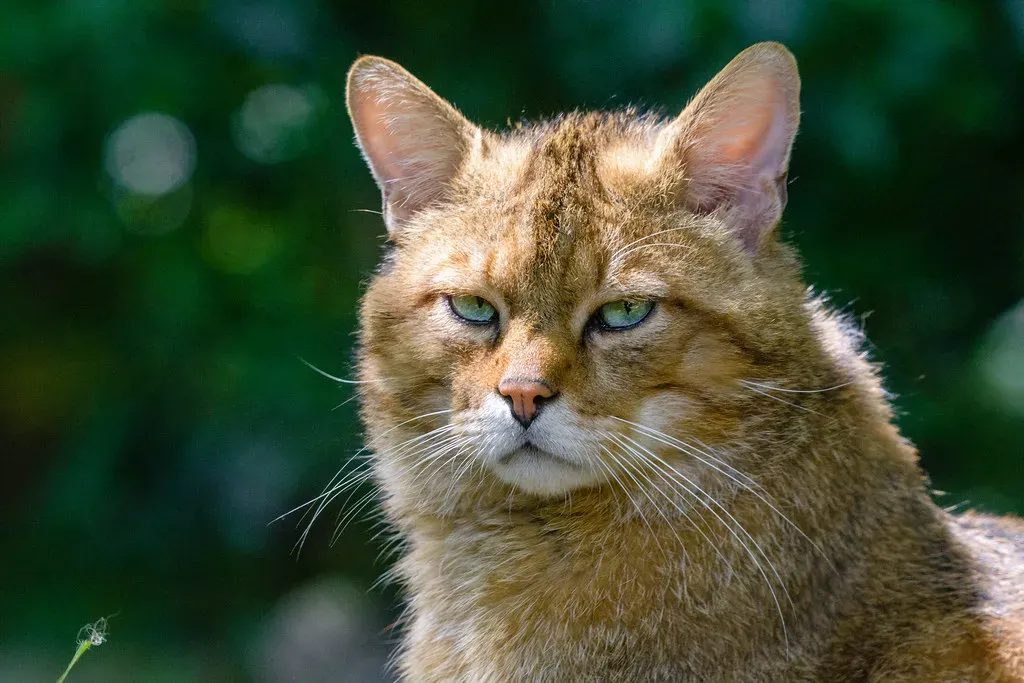 The Ancient Roots of the