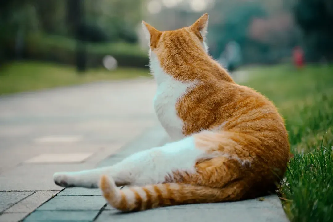 8. Turning Their Back to You or Presenting Their Rear (Image Credits: Unsplash)