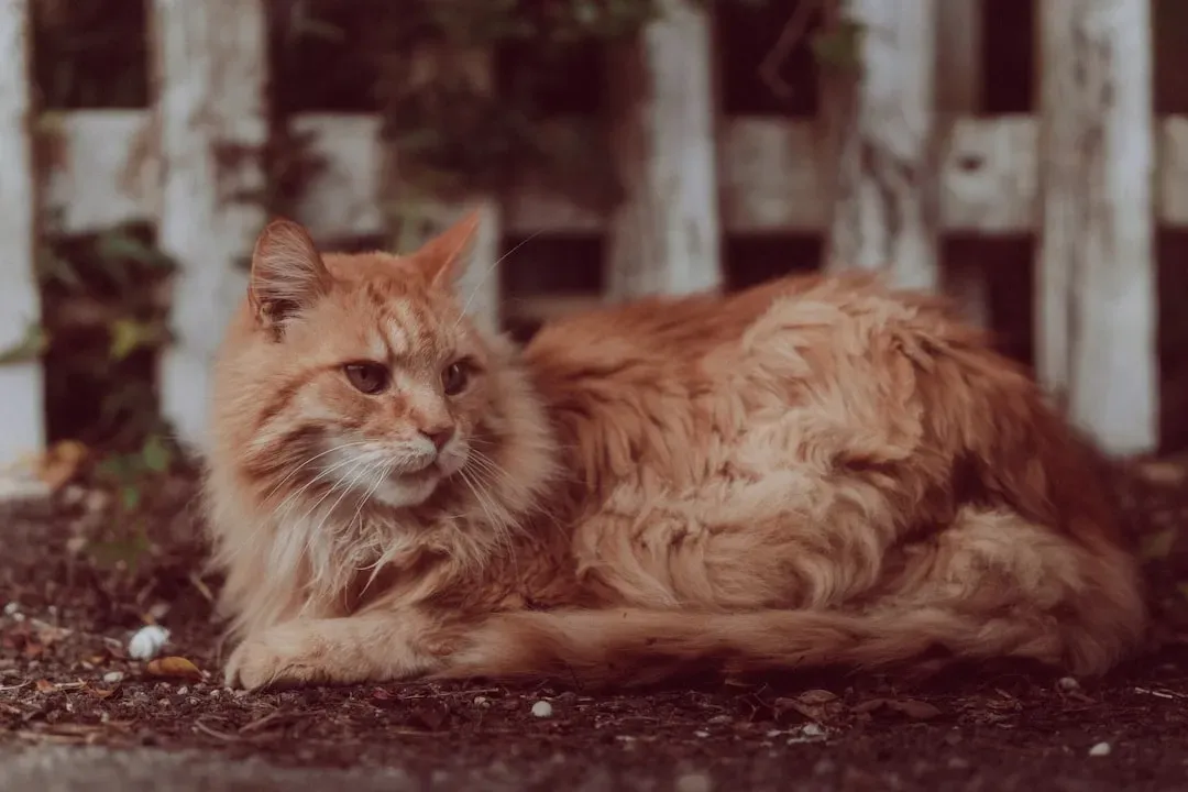 What a Neglected Coat Is Actually Saying (Image Credits: Unsplash)