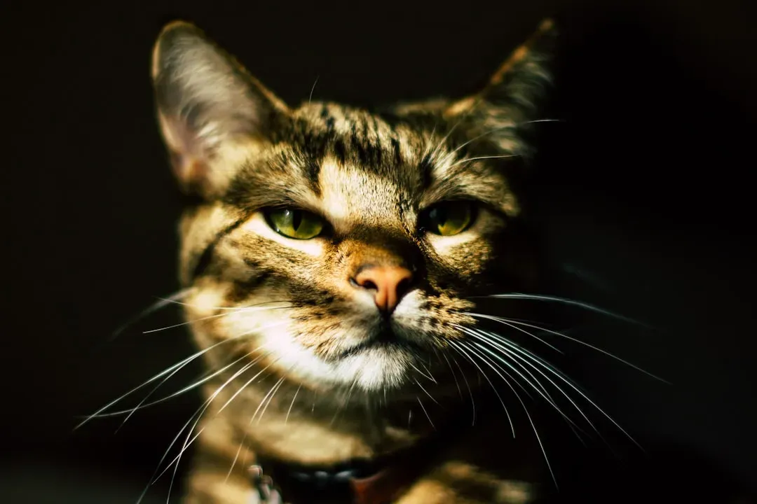 #4 - Slow-Blinking at You in the Dark (Image Credits: Unsplash)