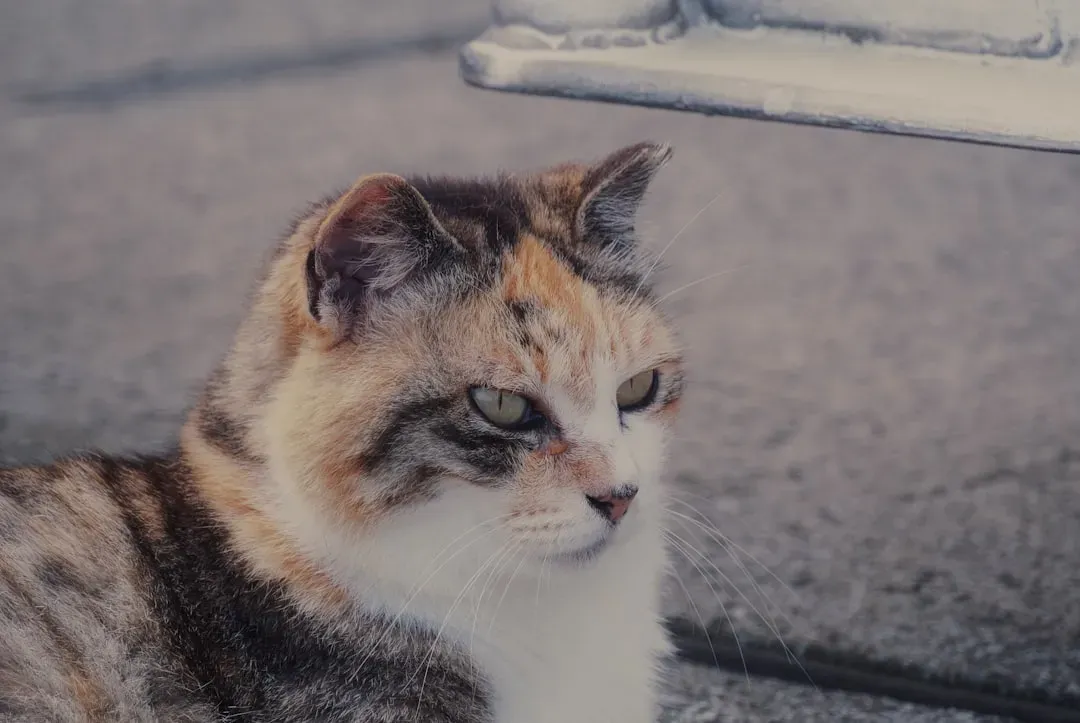 Introducing Changes Slowly Instead of All at Once (Image Credits: Unsplash)