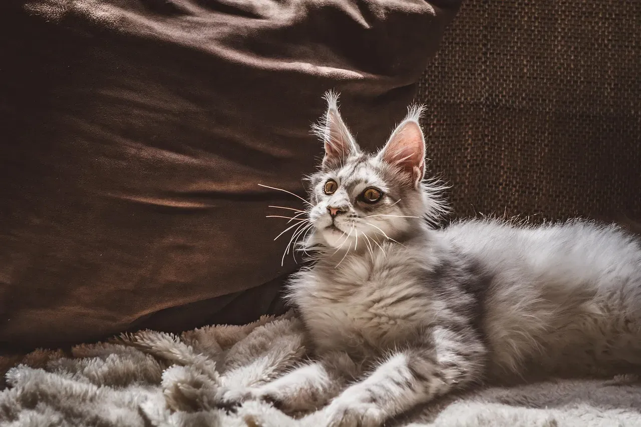 7. Maine Coon: The Gentle Giant Who Defies Logic (Image Credits: Pixabay)