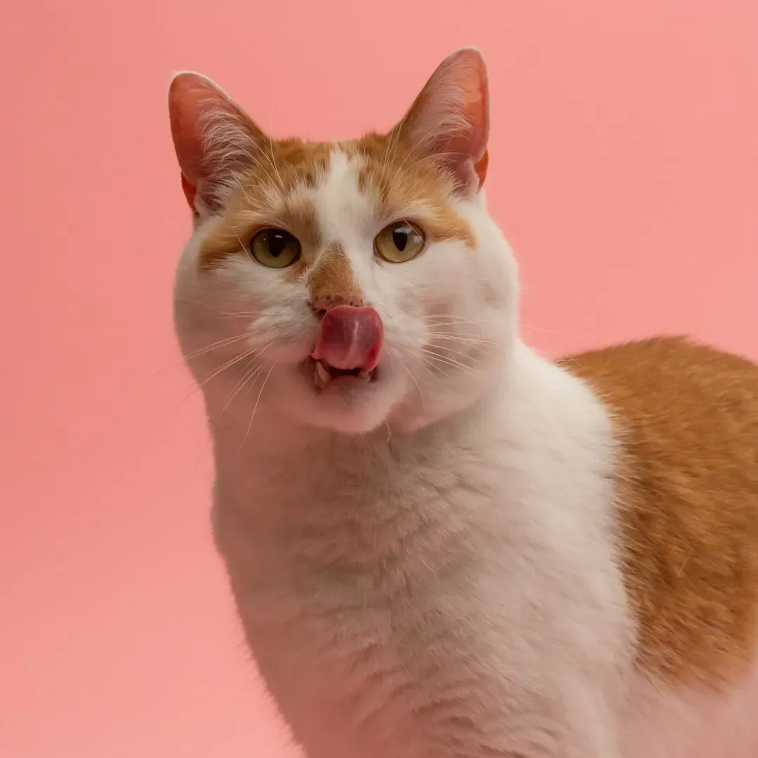 #13 - Cats Physically Cannot Taste Sweetness (Image Credits: Unsplash)