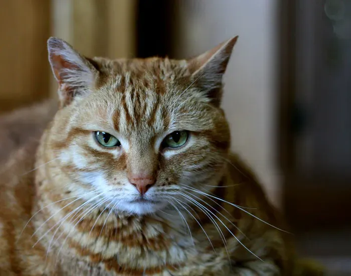 8. Body Blocking and the Invisible Line (Chris Erwin, Flickr, CC BY 2.0)