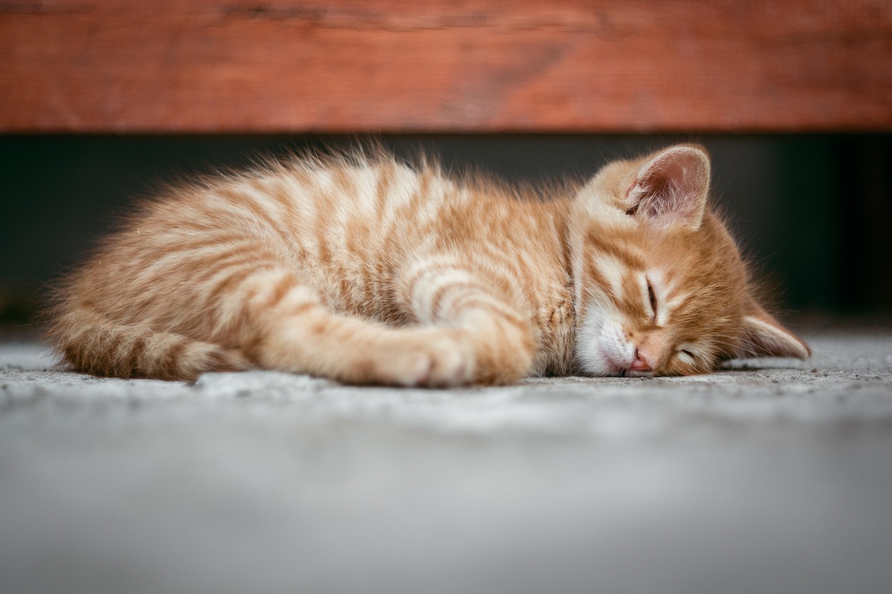 Create a Stress-Free Environment (Image Credits: Pixabay)