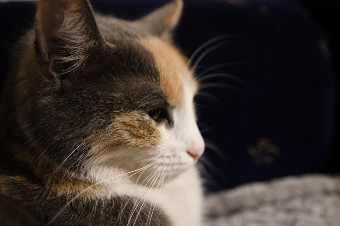The Surprising Reality of Feline Grief (Image Credits: Unsplash)