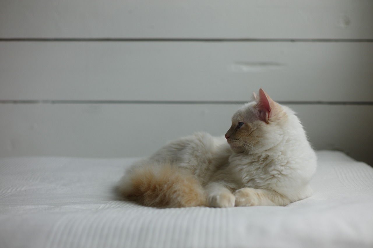 Libra: The Harmony Makers (Image Credits: Pixabay)