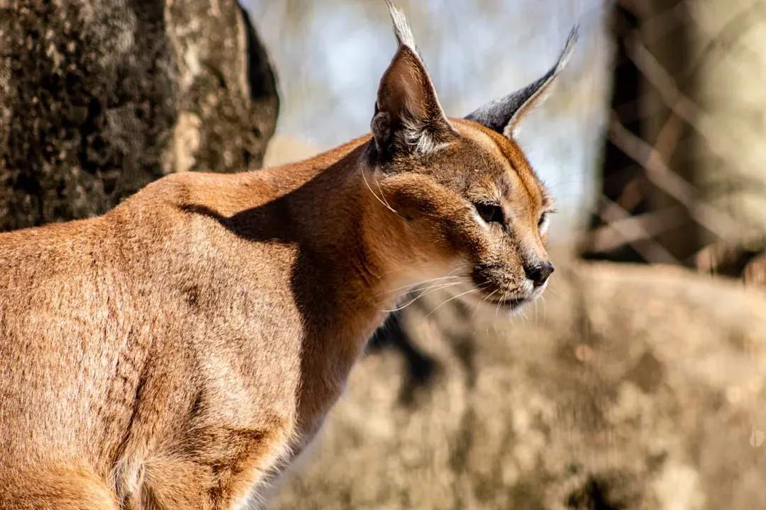 5. Caracal – The Ear-Tufted Acrobat That Swats Birds Out of the Sky (Image Credits: Unsplash)