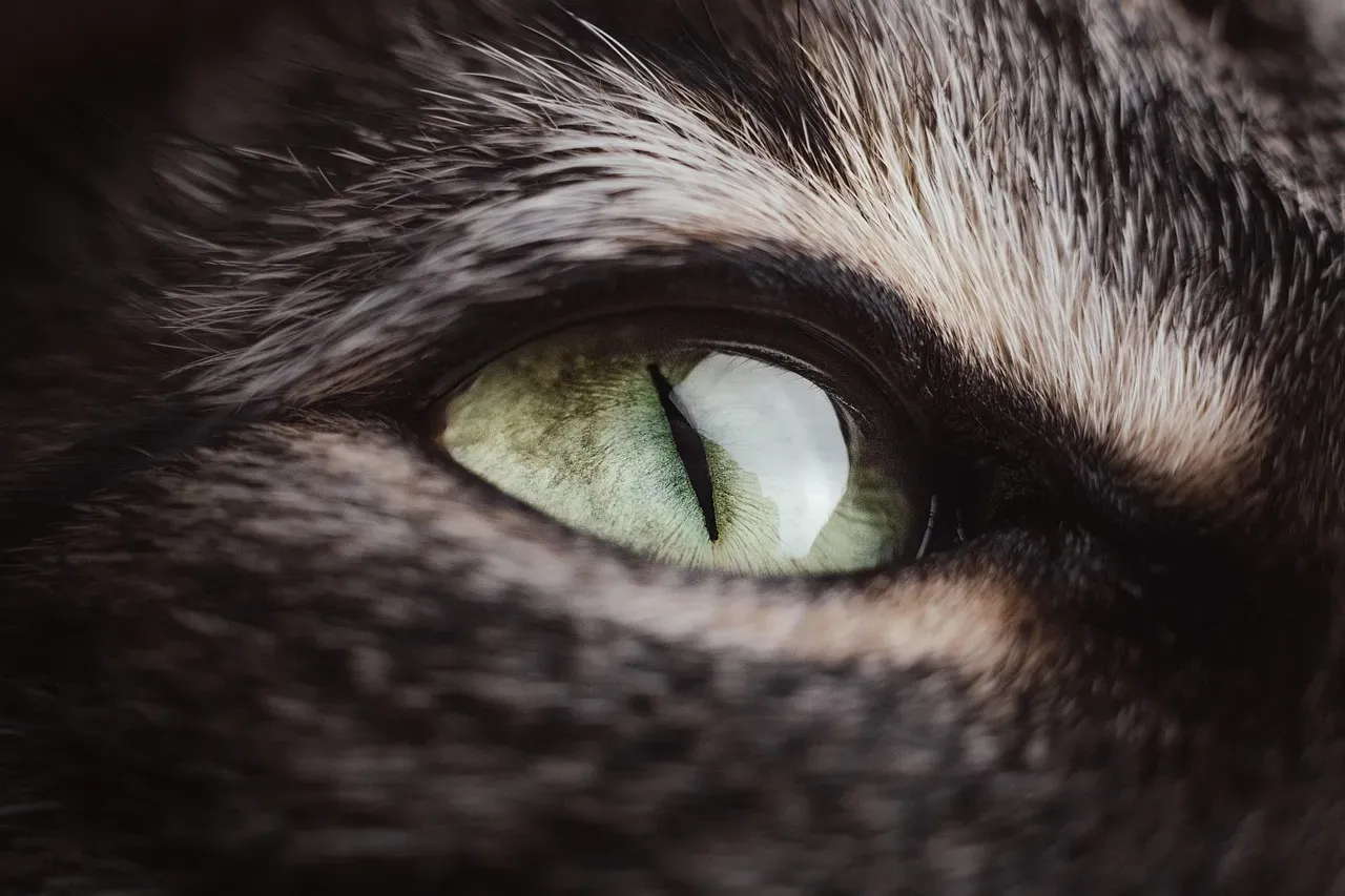 Vertical Pupils and the Depth of Feline Focus (Image Credits: Pixabay)