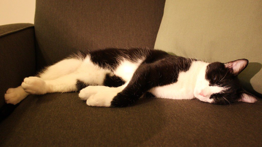 When Twitching Becomes Concerning (Image Credits: Flickr)