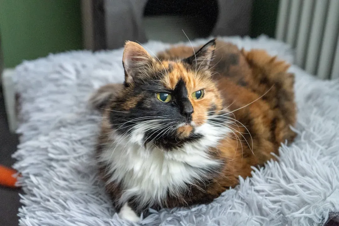 When Grooming Decreases: The Neglected Coat (Image Credits: Unsplash)