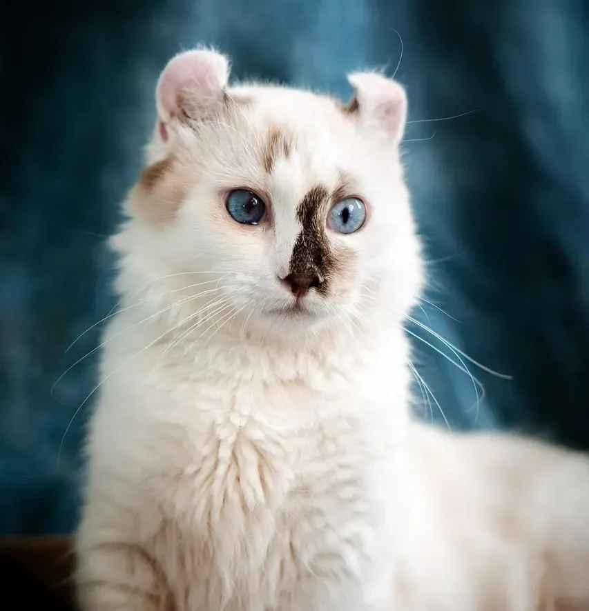 #16 - American Curl: The Window Narrator (Image Credits: Pixabay)