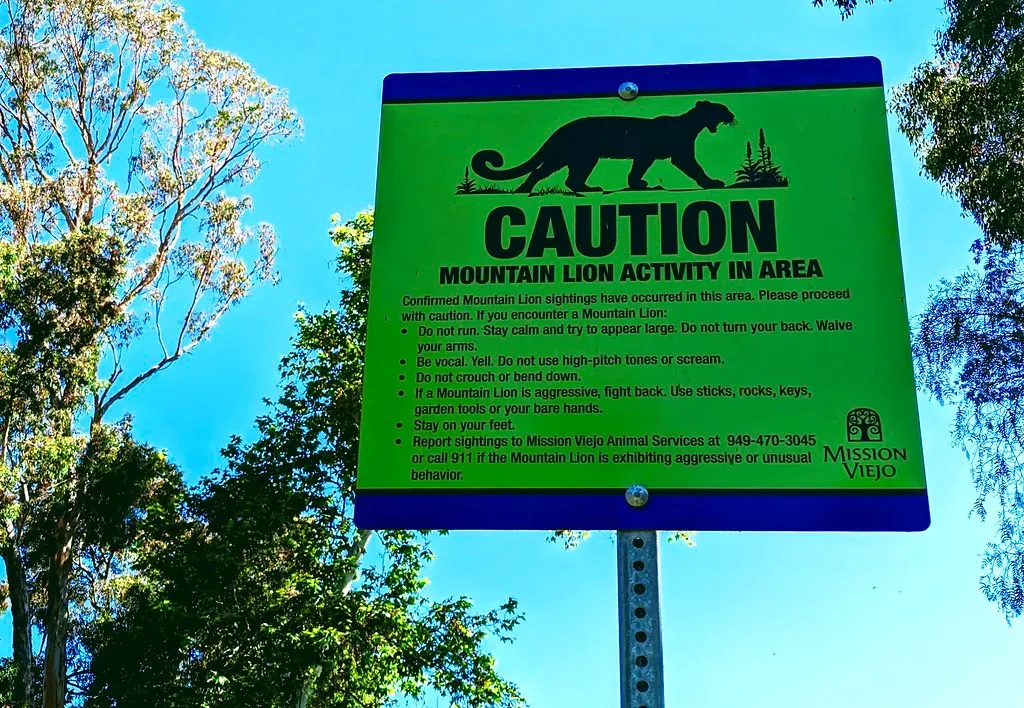 Don't Ignore Signs of Mountain Lion Activity (Image Credits: Flickr)