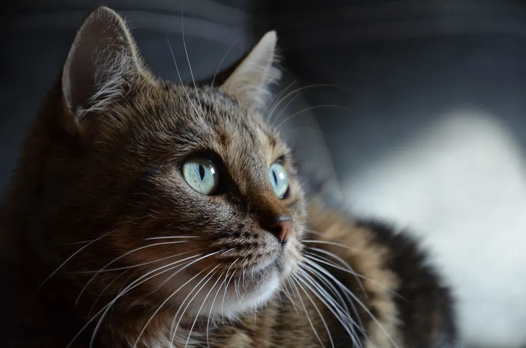 Smell and Whiskers: Two Invisible Information Channels (Image Credits: Unsplash)