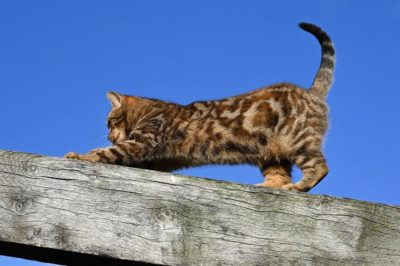 What Your Cat's Tail Is Actually Doing (Image Credits: Pixabay)