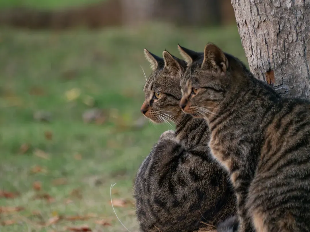 Mating Calls Echo Through the Night (Image Credits: Unsplash)