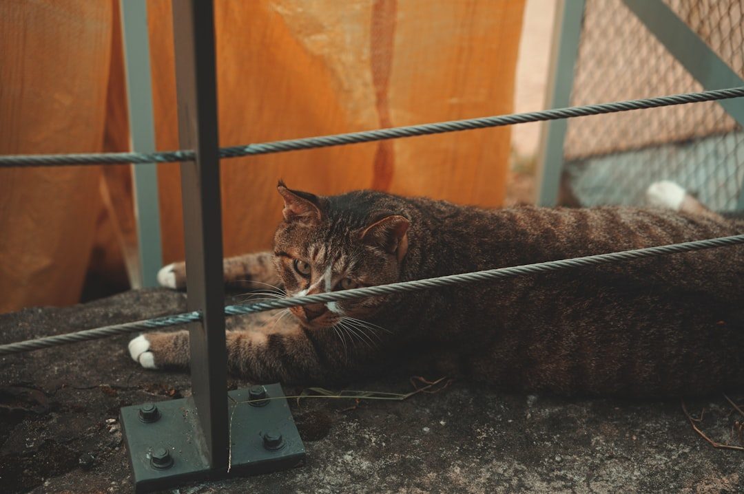 Half of All Cats Choose You Over Food (Image Credits: Unsplash)