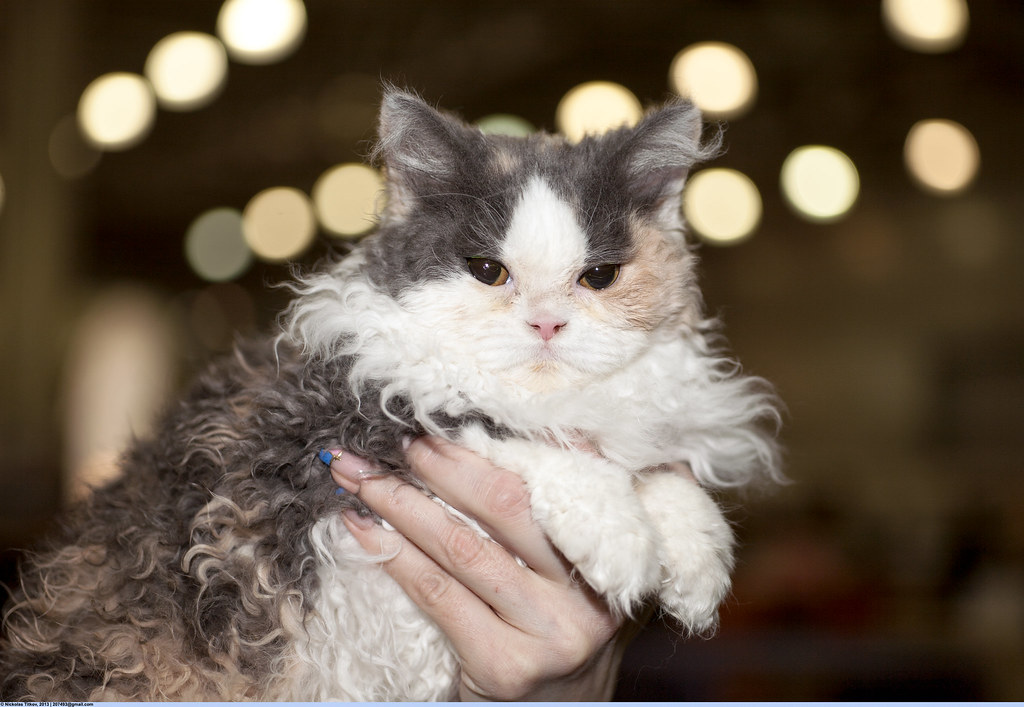 Selkirk Rex: The Teddy Bear Cat (Image Credits: Flickr)